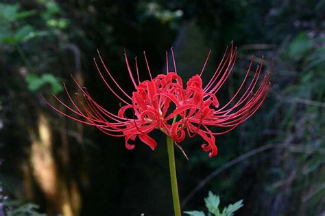 彼岸花荼蘼花|彼岸花花語和寓意，你真的都知道嗎？